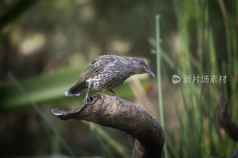 红Wattlebird (Anthochaera carunculata)